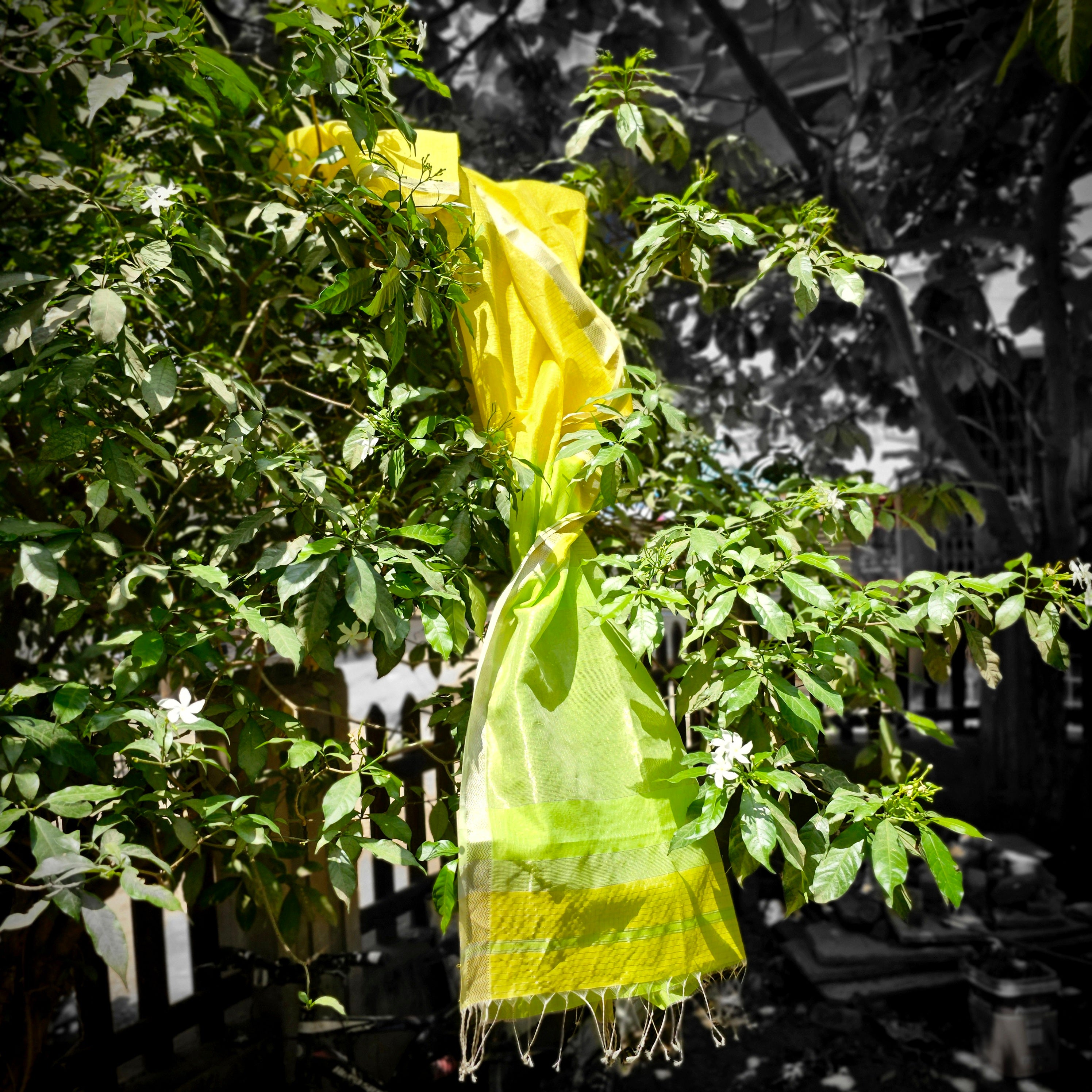 Lemon Yellow Saree with Parrot Green Pallu and Blouse.